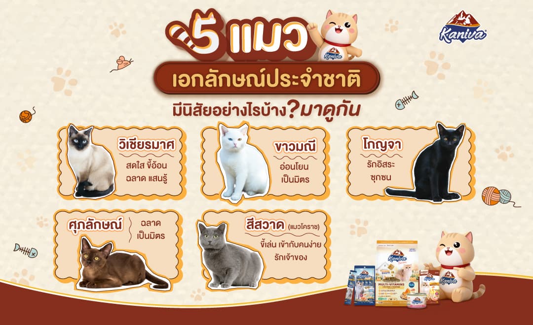 5 Unique Cat Types of Thailand: The Charm of Ancient Thai Cats That Cat Lovers Should Know