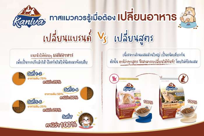 วิธีเปลี่ยนอาหารน้องแมวอย่างไรให้ปลอดภัย