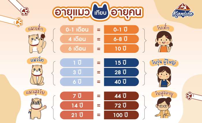 อายุแมวเมื่อเทียบกับคน: แมวของคุณอายุเท่าไหร่ในโลกของมนุษย์?