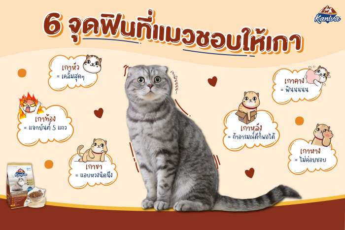 ทาสแมวทั้งหลายควรรู้!! จุดที่แมวชอบให้เกา 