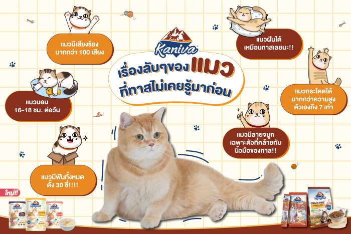 เรื่องลับๆ ของแมว ที่ทาสไม่เคยรู้มาก่อน