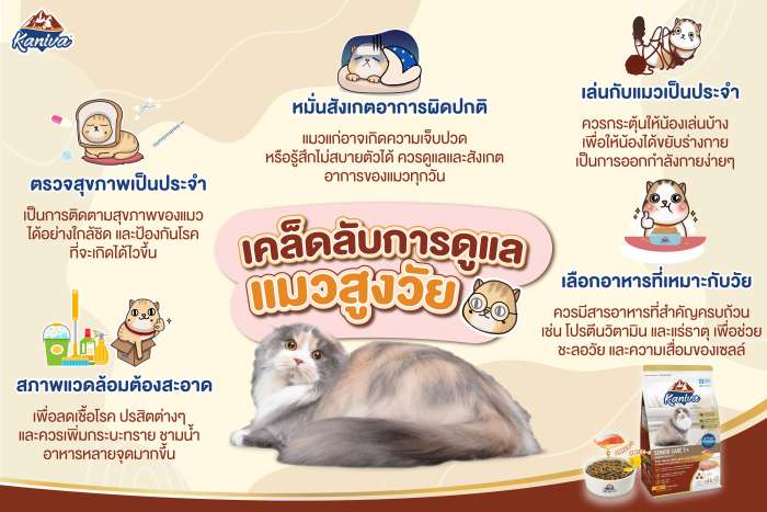 เคล็ดลับการดูแลแมวสูงวัย