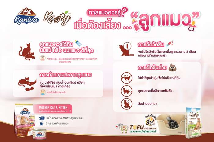 เมื่อต้องเลี้ยงลูกแมว