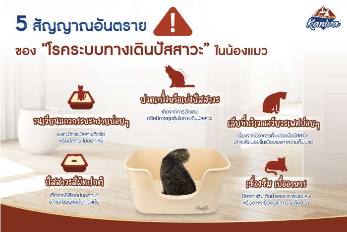  5 สัญญาณอันตรายของ “โรคระบบทางเดินปัสสาวะ