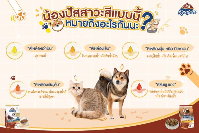 ทำไมต้องสังเกตสีปัสสาวะของน้องหมาน้องแมว