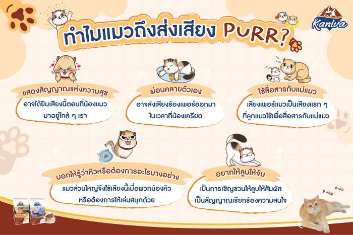 ทำไมแมวถึงส่งเสียง Purr