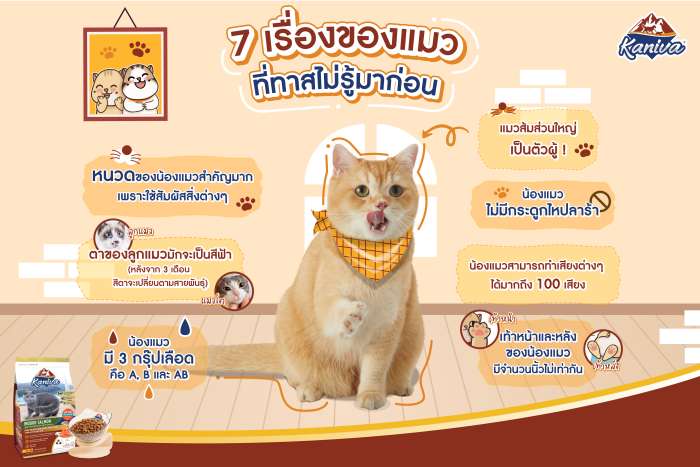 7 เรื่องของแมวที่ทาสไม่รู้มาก่อน