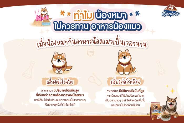 ทำไมน้องหมาไม่ควรทานอาหารน้องแมว