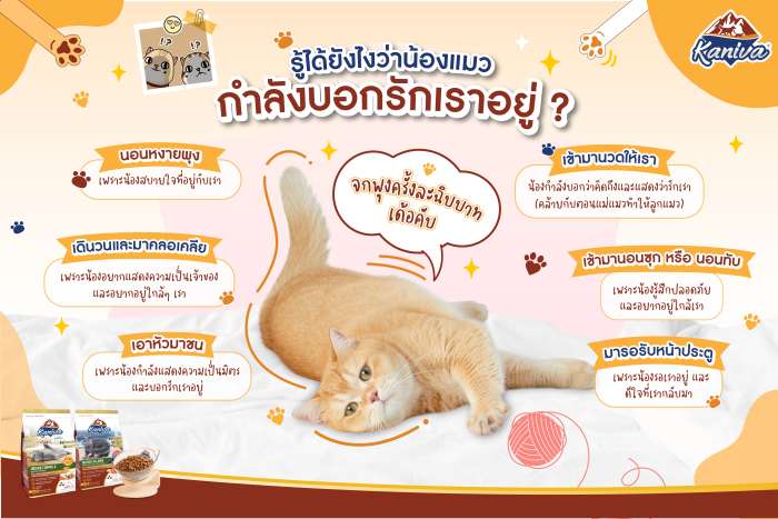 รู้ได้ยังไงว่าน้องแมว บอกรักเราอยู่ 