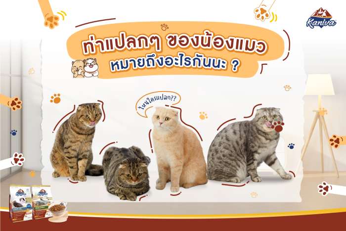 ท่าแปลกๆของแมว หมายถึงอะไรกันนะ