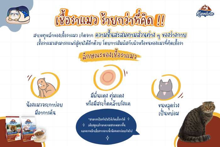 เชื้อราแมวร้ายกว่าที่คิด