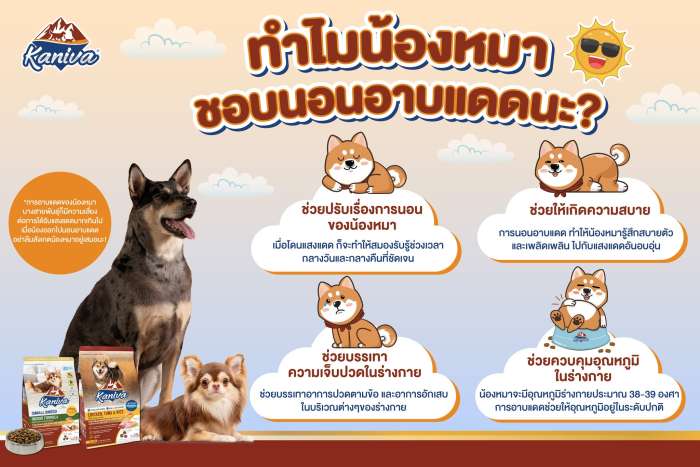 ทำไมน้องหมาชอบนอนอาบแดดกันนะ?
