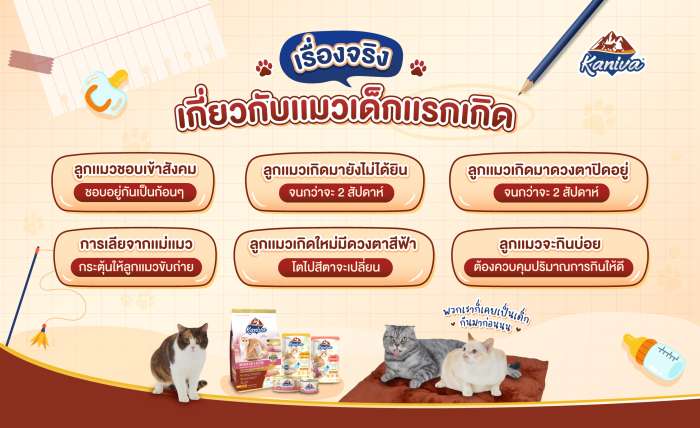 เรื่องจริงเกี่ยวกับแมวเด็กแรกเกิด